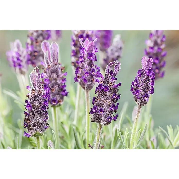 Piardino Lavendel im Zinkeimer - Lavandula angustifolia, Topfgröße: 17 cm, Lila - Stimmungsaufnahme