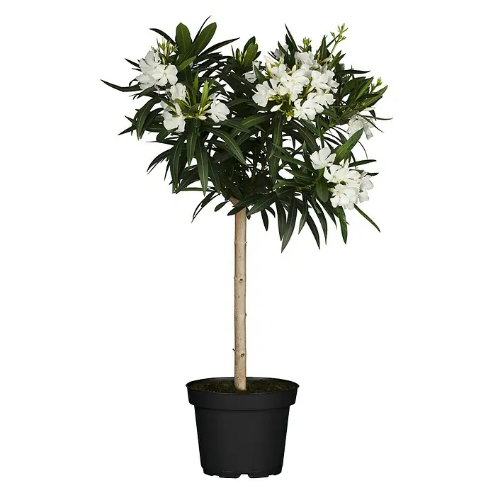 Piardino Oleander - Nerium oleander, Topfgröße: 19 cm, Weiß, Gelb, Rosa - Vorderansicht