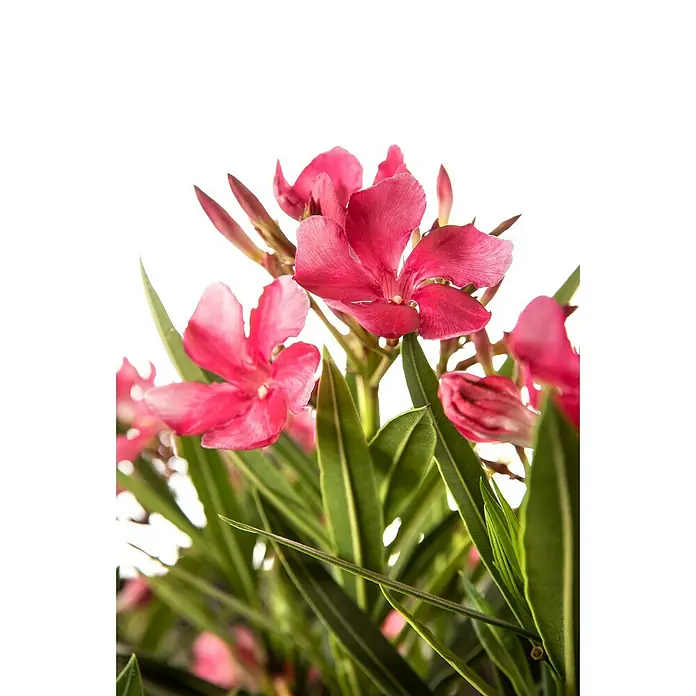Oleander Bicolor - Nerium oleander, Weiß, Gelb, Rosa - Stimmungsaufnahme