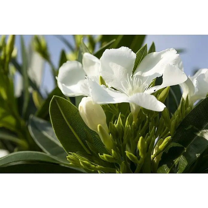 Piardino Oleander - Nerium oleander, Topfgröße: 19 cm, Weiß, Gelb, Rosa - Stimmungsaufnahme
