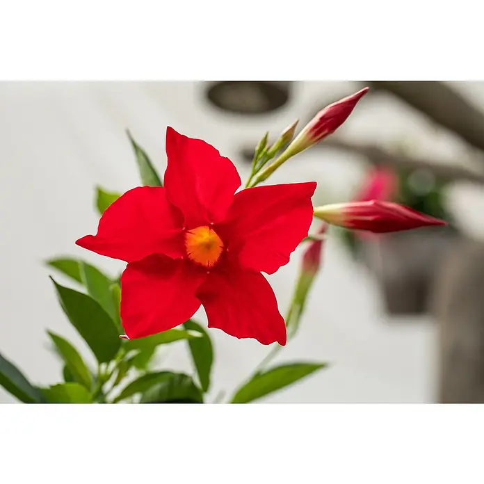 Piardino Dipladenia - Mandevilla sanderi, Rosa - Stimmungsaufnahme