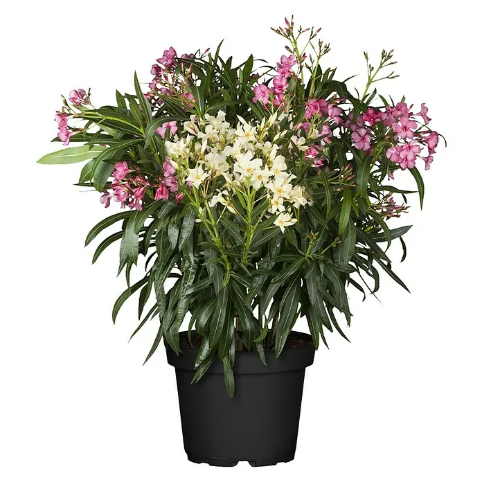 Oleander Bicolor - Nerium oleander, Weiß, Gelb, Rosa - Vorderansicht
