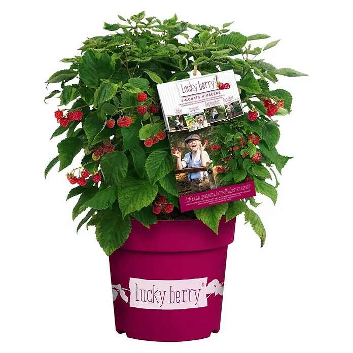 Piardino Himbeere - Rubus idaeus 'Lucky Berry', Topfgröße: 23 cm - Vorderansicht