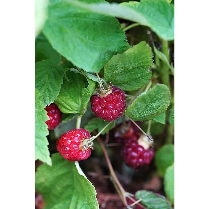 Piardino Himbeere - Rubus idaeus 'Lucky Berry', Topfgröße: 23 cm - Stimmungsaufnahme