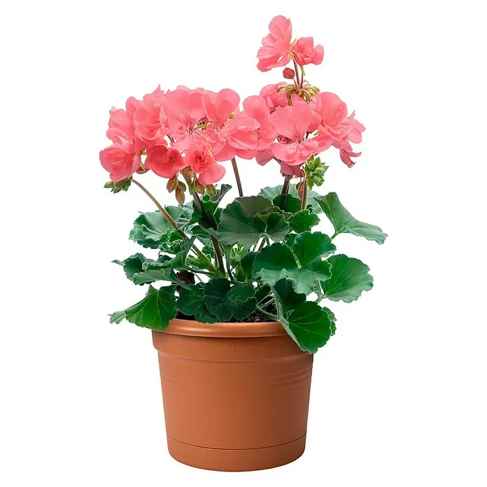 Elho Pflanztopf All In 1 - Außenmaß (Ø x H): 26 x 18,5 cm, Kunststoff, Terracotta - Vorderansicht