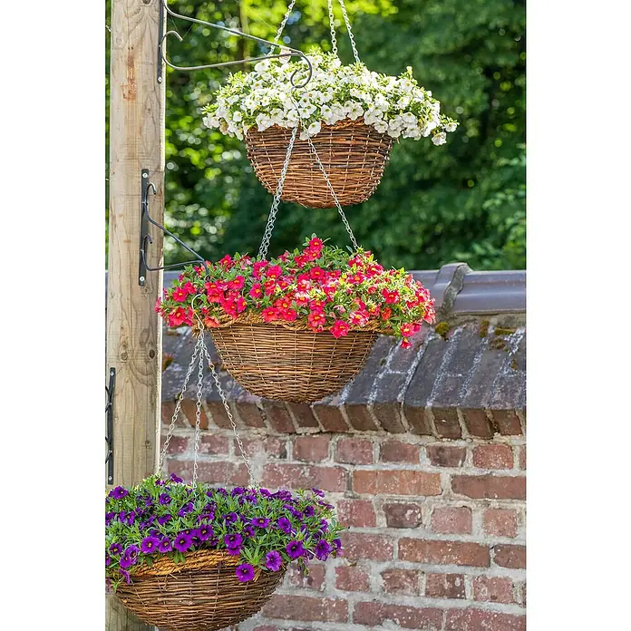 Piardino Zauberglöckchen - Calibrachoa Hybride, Topfgröße: 13 cm, Blau - Stimmungsaufnahme