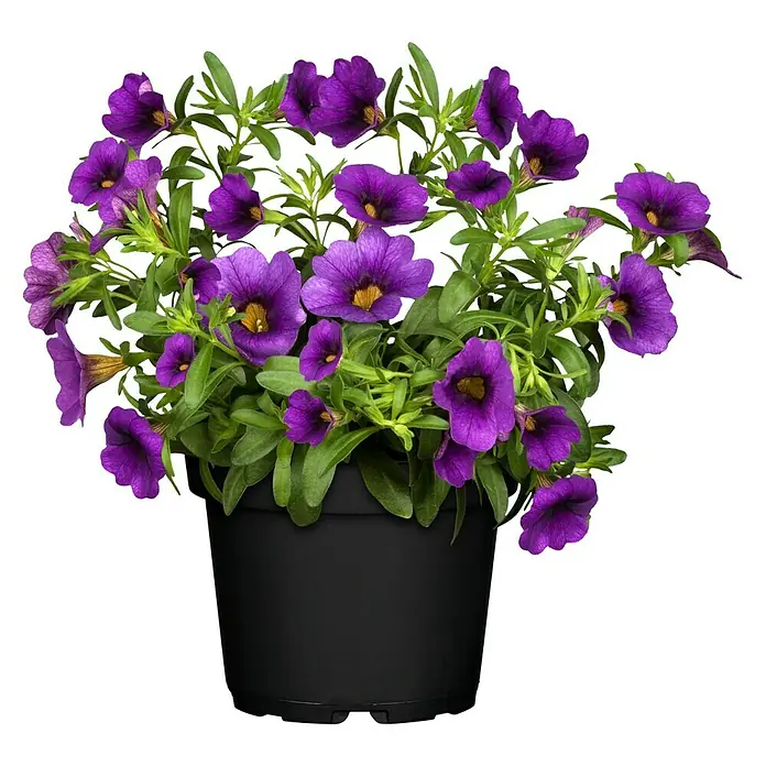 Piardino Zauberglöckchen - Calibrachoa Hybride, Topfgröße: 13 cm, Blau - Vorderansicht