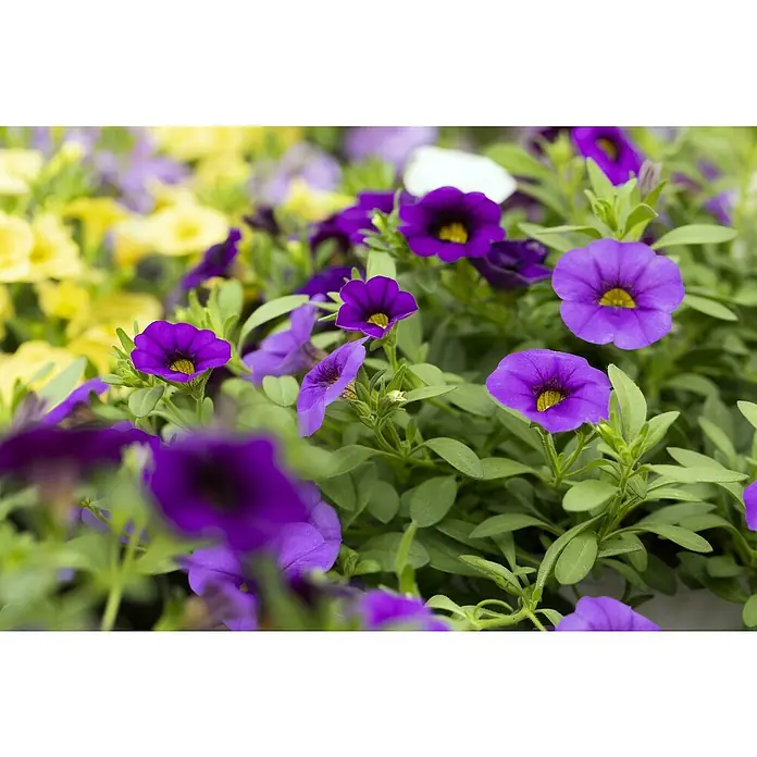 Piardino Zauberglöckchen - Calibrachoa Hybride, Topfgröße: 13 cm, Blau - Stimmungsaufnahme
