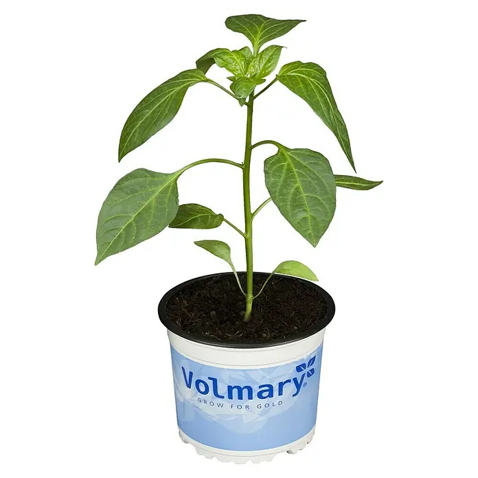 Chili - Capsicum annuum, 12 cm - Vorderansicht