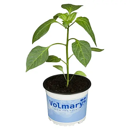 Chili