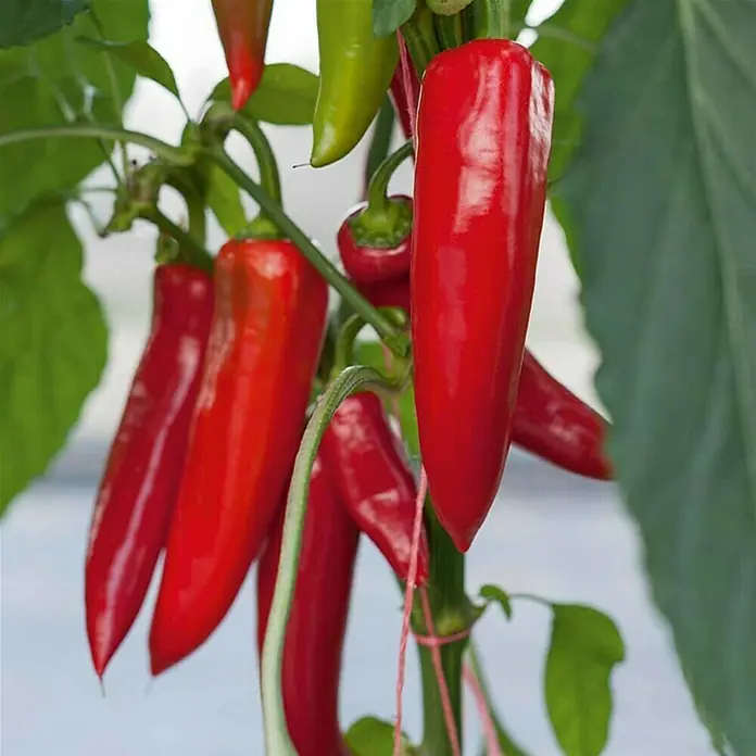 Chili - Capsicum annuum, 12 cm - Stimmungsaufnahme