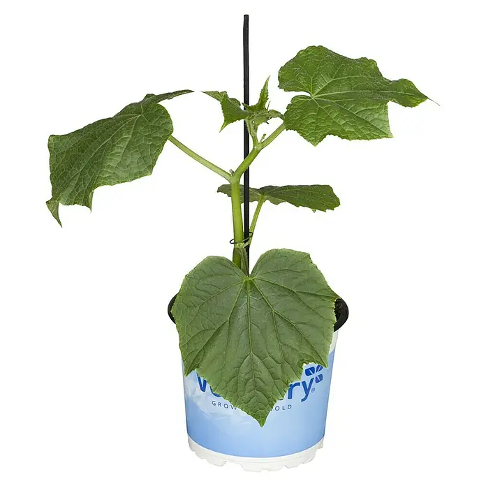 Piardino Schlangengurke Bio - Cucumis sativus 'Melva' F1, 12 cm, Erntezeit: August - Oktober - Vorderansicht