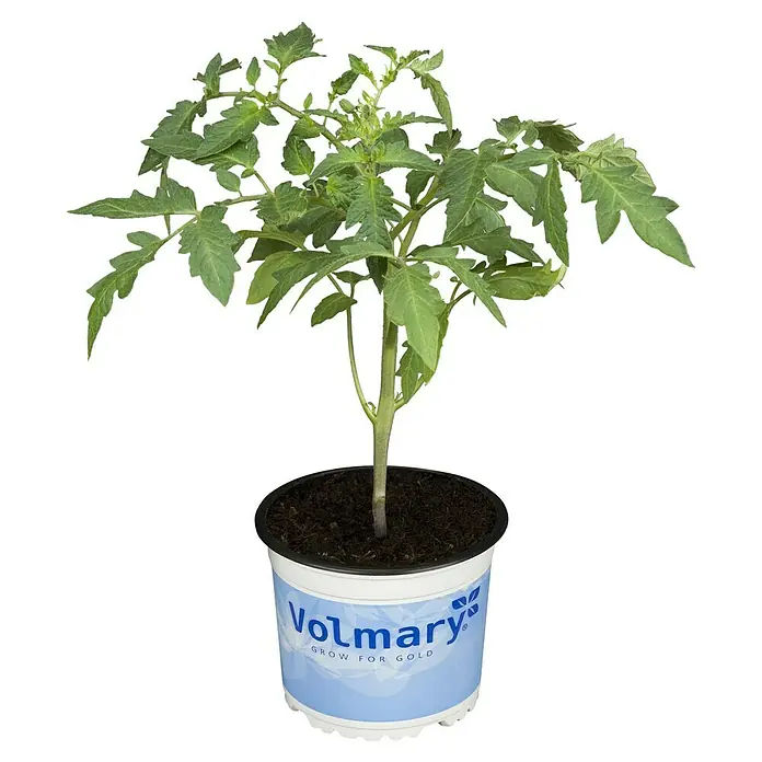 Piardino Cocktailtomate Zebrino - Lycopersicon esculentum, 12 cm, Erntezeit: Juli - Oktober - Vorderansicht