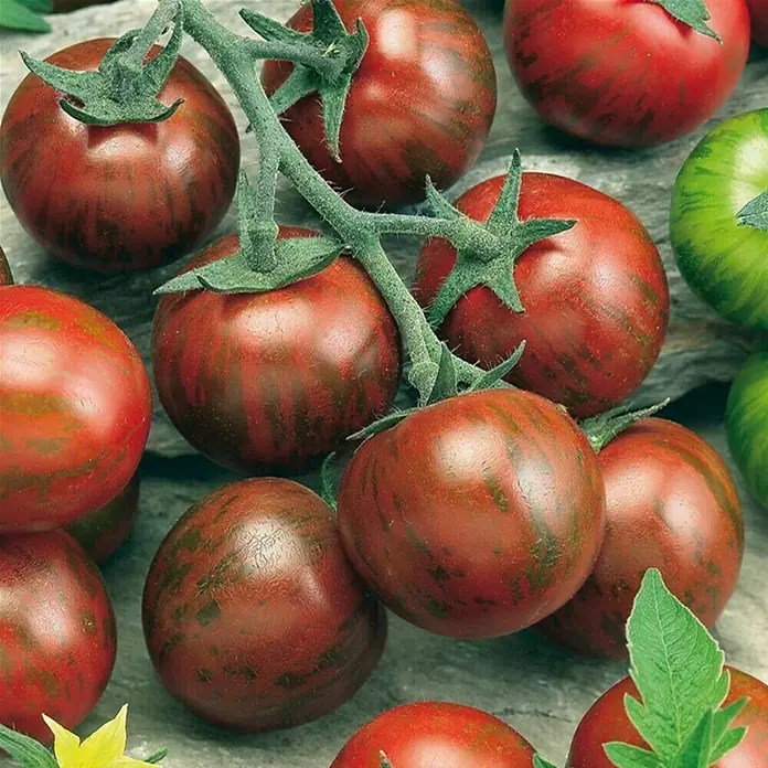 Piardino Cocktailtomate Zebrino - Lycopersicon esculentum, 12 cm, Erntezeit: Juli - Oktober - Stimmungsaufnahme