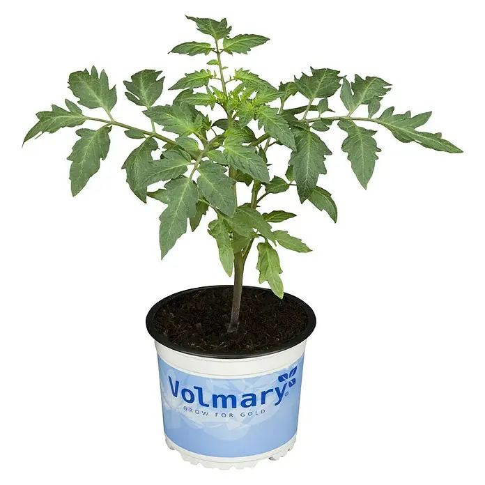 Piardino Cocktailtomate Manolo Red - Lycopersicon esculentum, 12 cm, Erntezeit: Juli - Oktober - Vorderansicht