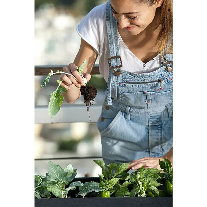 Keter Hochbeet Urban Bloomer - 82 x 38 cm, Anthrazit - Anwendungsbeispiel