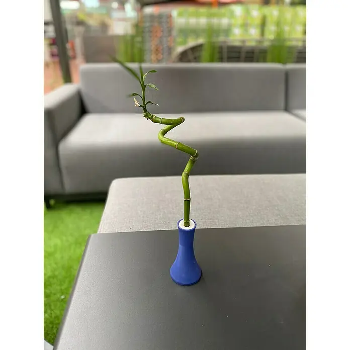 Piardino Bambú de interior - Dracaena sanderiana, Tamaño de maceta: 5 cm - Foto ambiente