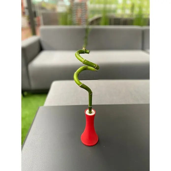 Piardino Bambú de interior - Dracaena sanderiana, Tamaño de maceta: 5 cm - Foto ambiente