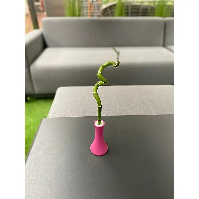 Piardino Bambú de interior - Dracaena sanderiana, Tamaño de maceta: 5 cm - Foto ambiente