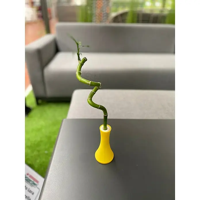 Piardino Bambú de interior - Dracaena sanderiana, Tamaño de maceta: 5 cm - Foto ambiente