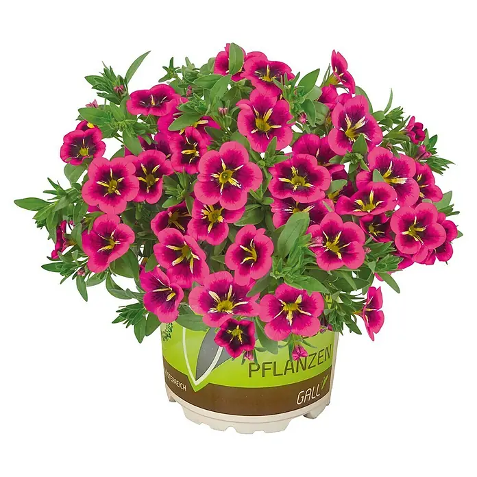 Piardino Zauberglöckchen - Calibrachoa Hybride, Topfgröße: 13 cm, Blau - Vorderansicht