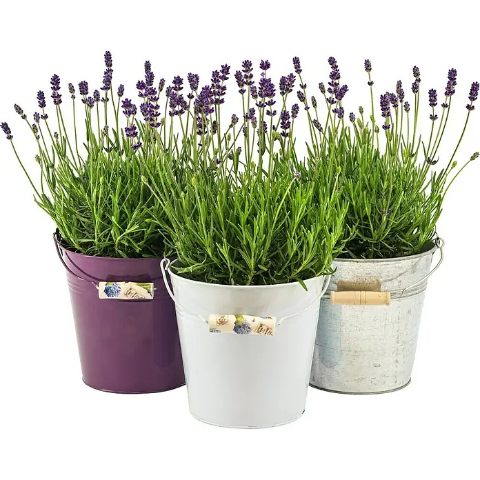 Piardino Lavendel im Zinkeimer - Lavandula angustifolia, Topfgröße: 17 cm, Lila - Vorderansicht