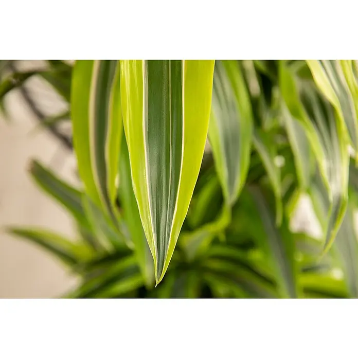 Piardino Drácena marginata - Dracaena fragrans 'Lemon Lime', Tamaño de maceta: 27 cm, Verde oscuro - Foto ambiente