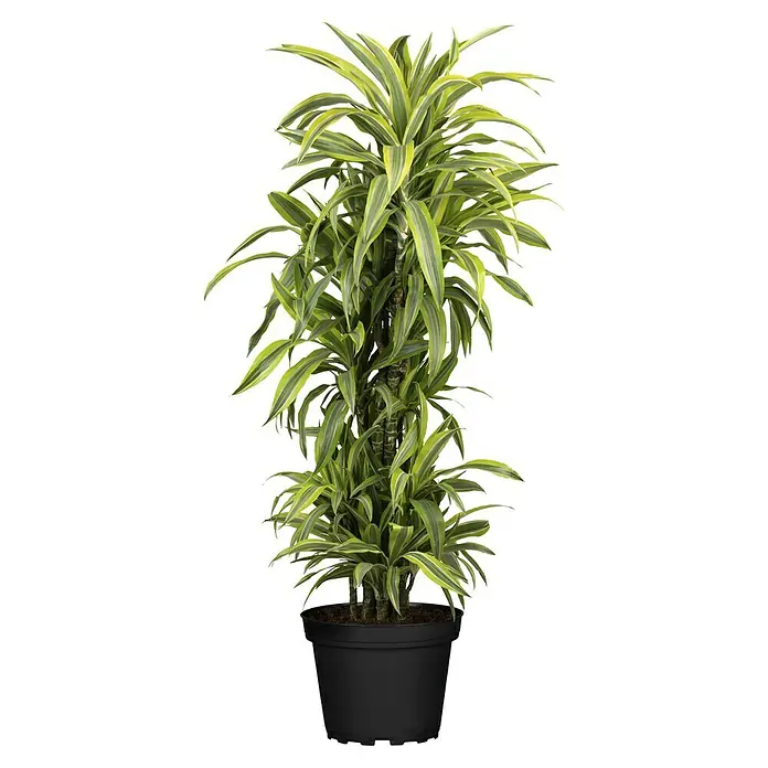 Piardino Drácena marginata - Dracaena fragrans 'Lemon Lime', Tamaño de maceta: 27 cm, Verde oscuro - Vista frontal