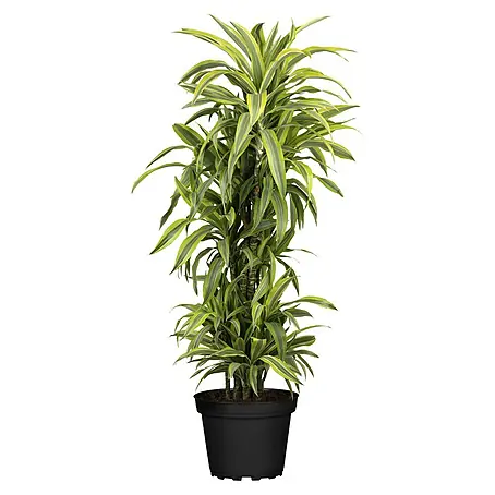 Piardino  Drácena marginata