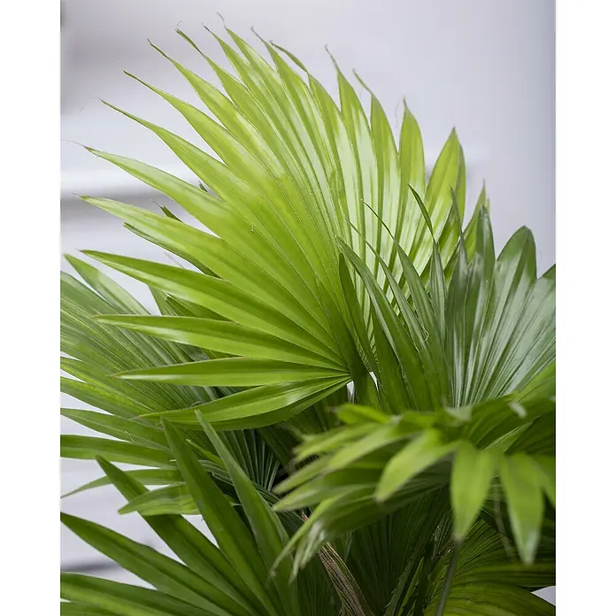 Piardino Chinesische Schirmpalme - Livistona chinensis, Topfgröße: 19 cm - Stimmungsaufnahme