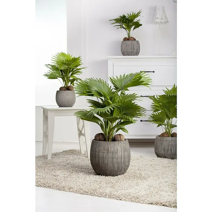 Piardino Chinesische Schirmpalme - Livistona chinensis, Topfgröße: 19 cm - Stimmungsaufnahme