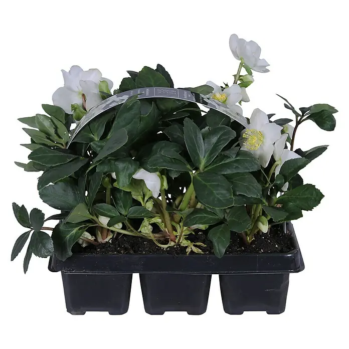 Piardino Christrose 6er Pack - Helleborus in Sorten, Topfgröße: 9 cm, Sortenabhängig - Vorderansicht