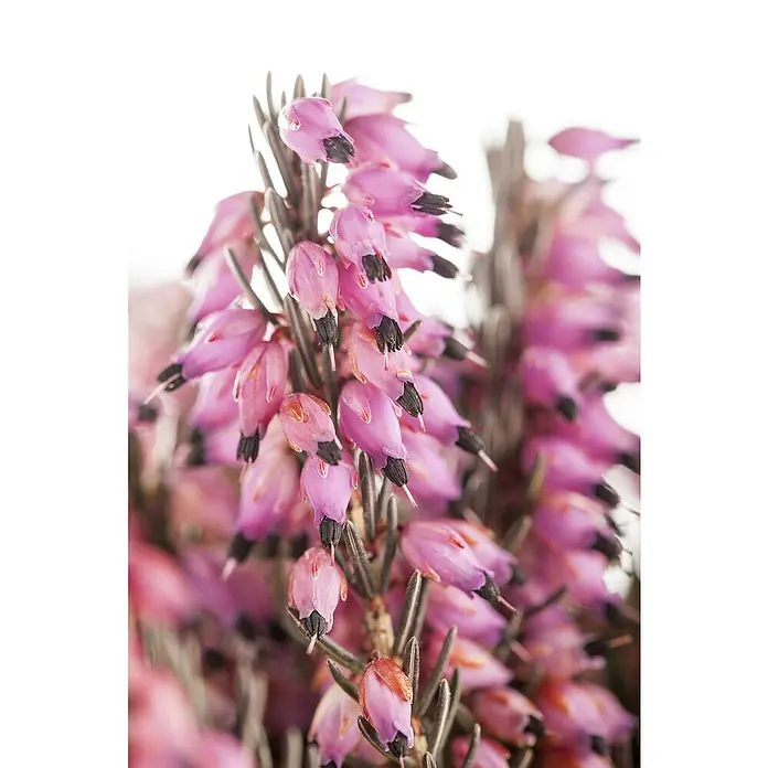 Piardino Winterheide - Erica darlyensis, Sortenabhängig - Stimmungsaufnahme