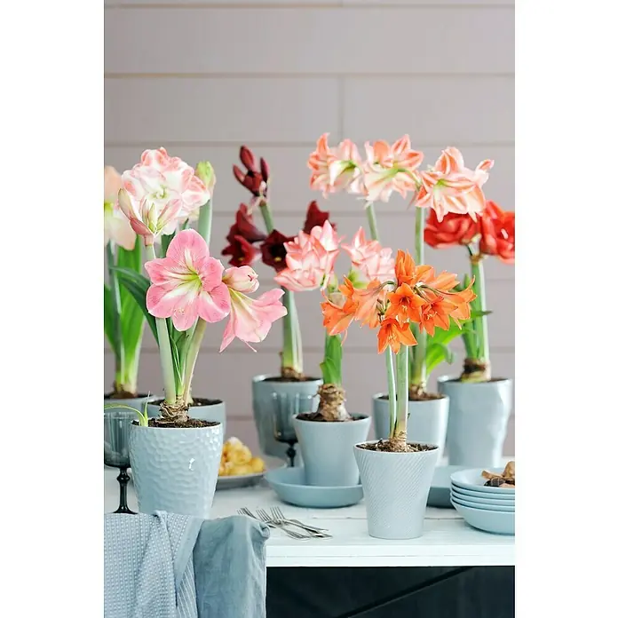 Piardino Amaryllis - Hippeastrum in Sorten, Topfgröße: 10 cm, Rosa/Rot/Weiß - Stimmungsaufnahme