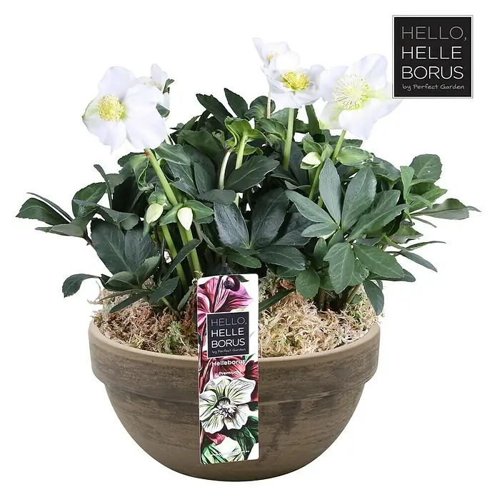 Piardino Christrose - Helleborus niger, Topfgröße: 25 cm - Vorderansicht