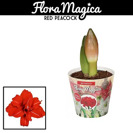 Piardino  Amaryllis Red Peacock