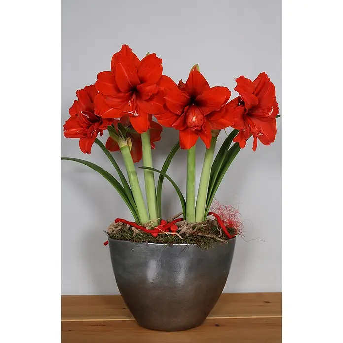 Piardino Amaryllis Red Peacock - Topfgröße: 12 cm, Rot - Stimmungsaufnahme