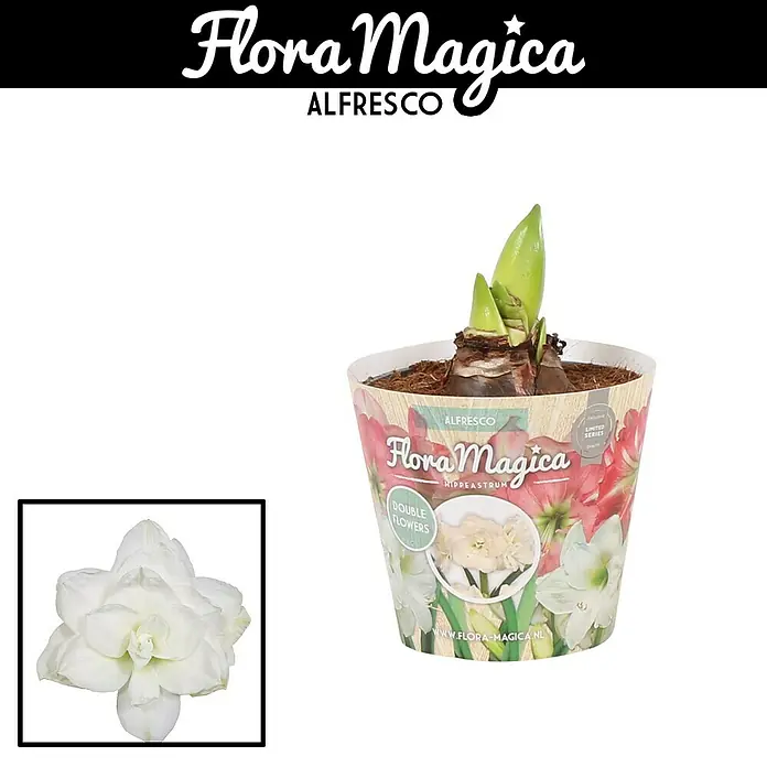 Piardino Amaryllis - Hippeastrum Double Diamond 'Alfresco', Topfgröße: 12 cm, Weiß - Detailaufnahme