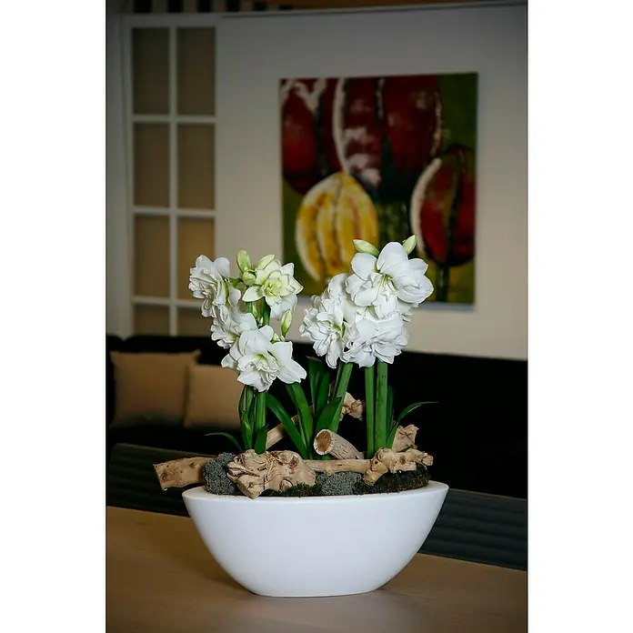 Piardino Amaryllis - Hippeastrum Double Diamond 'Alfresco', Topfgröße: 12 cm, Weiß - Stimmungsaufnahme
