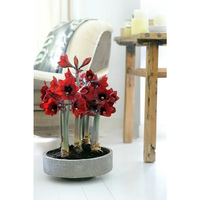 Piardino Amaryllis - Hippeastrum 'Dark Red', Topfgröße: 12 cm, Dunkelrot - Stimmungsaufnahme