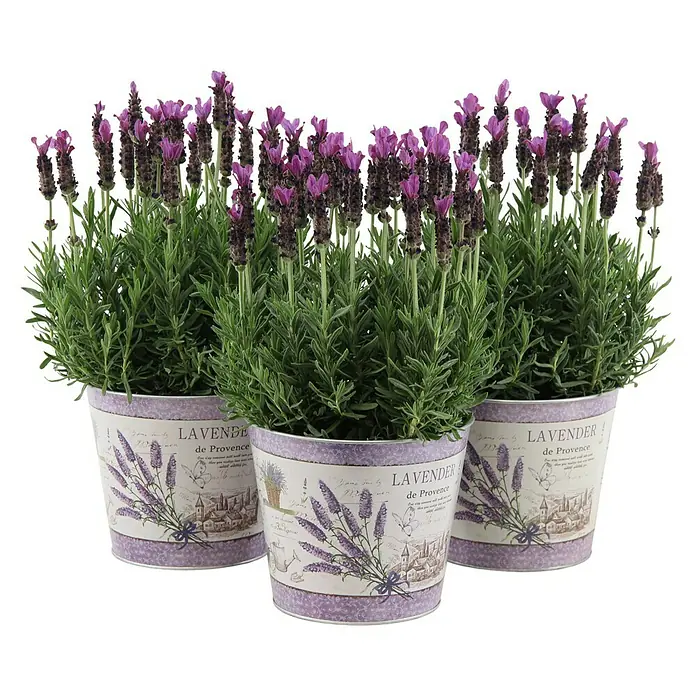 Piardino Lavendel im Zinkeimer - Lavandula angustifolia, Topfgröße: 17 cm, Lila - Vorderansicht