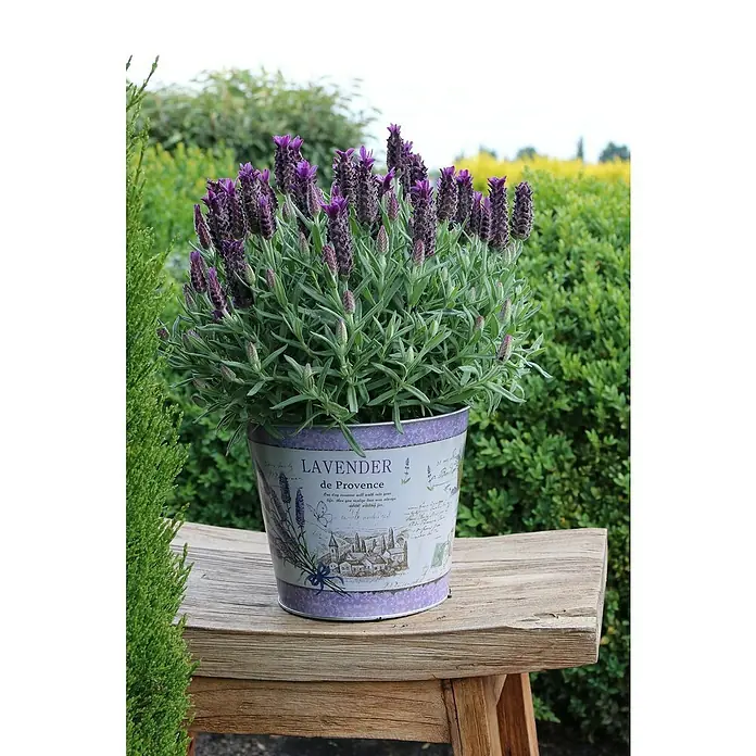 Piardino Lavendel im Zinkeimer - Lavandula angustifolia, Topfgröße: 17 cm, Lila - Stimmungsaufnahme