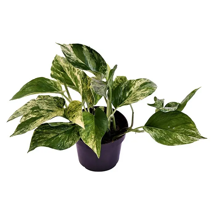 Piardino Efeutute - Epipremnum pinnatum 'Marble Queen', Topfgröße: 12 cm - Vorderansicht
