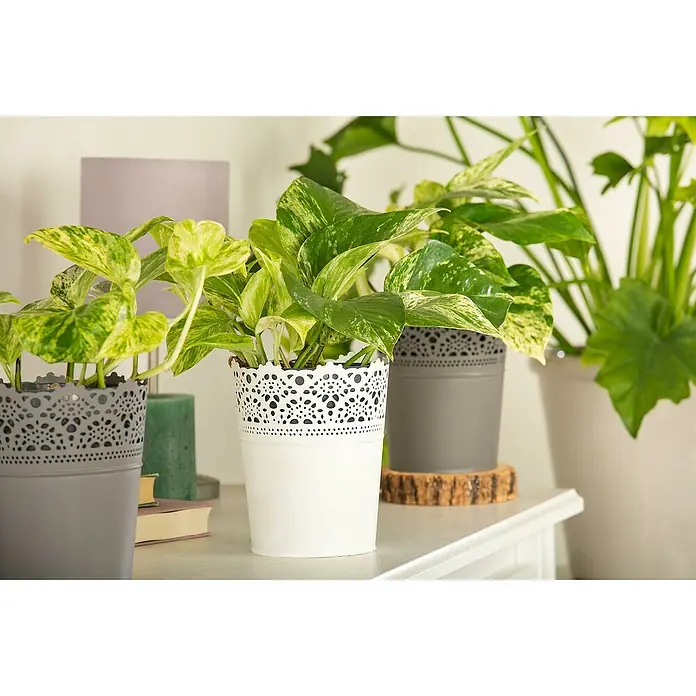 Piardino Efeutute - Epipremnum pinnatum 'Marble Queen', Topfgröße: 12 cm - Stimmungsaufnahme