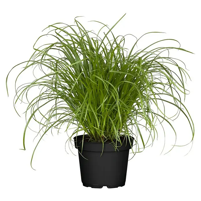 Piardino Katzengras - Cyperus zumula, Topfgröße: 12 cm - Vorderansicht