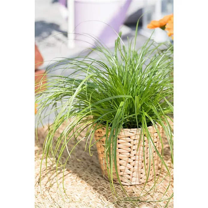 Piardino Katzengras - Cyperus zumula, Topfgröße: 12 cm - Stimmungsaufnahme