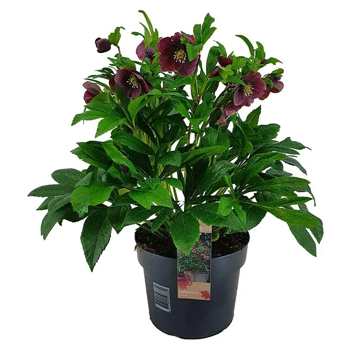 Christrose - Helleborus orientalis 'Victoria winter', Topfgröße: 15 cm, Purpur - Vorderansicht