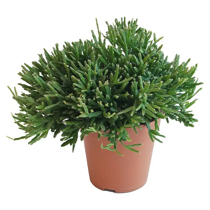 Piardino Rutenkaktus - Rhipsalis ewaldiana, Topfgröße: 12 cm - Vorderansicht