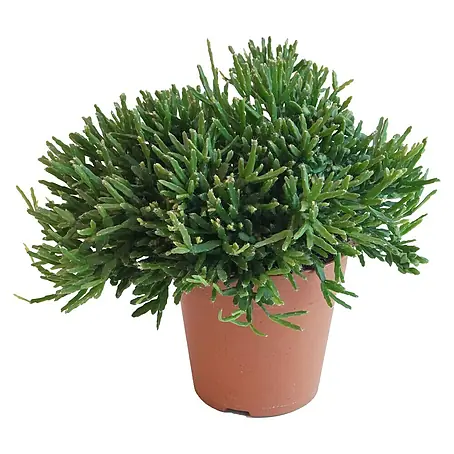 Piardino  Rutenkaktus