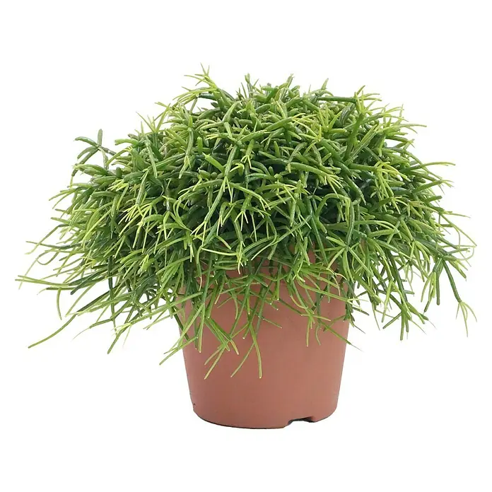 Piardino Rutenkaktus - Rhipsalis baccifera 'Oasis', Topfgröße: 12 cm - Vorderansicht